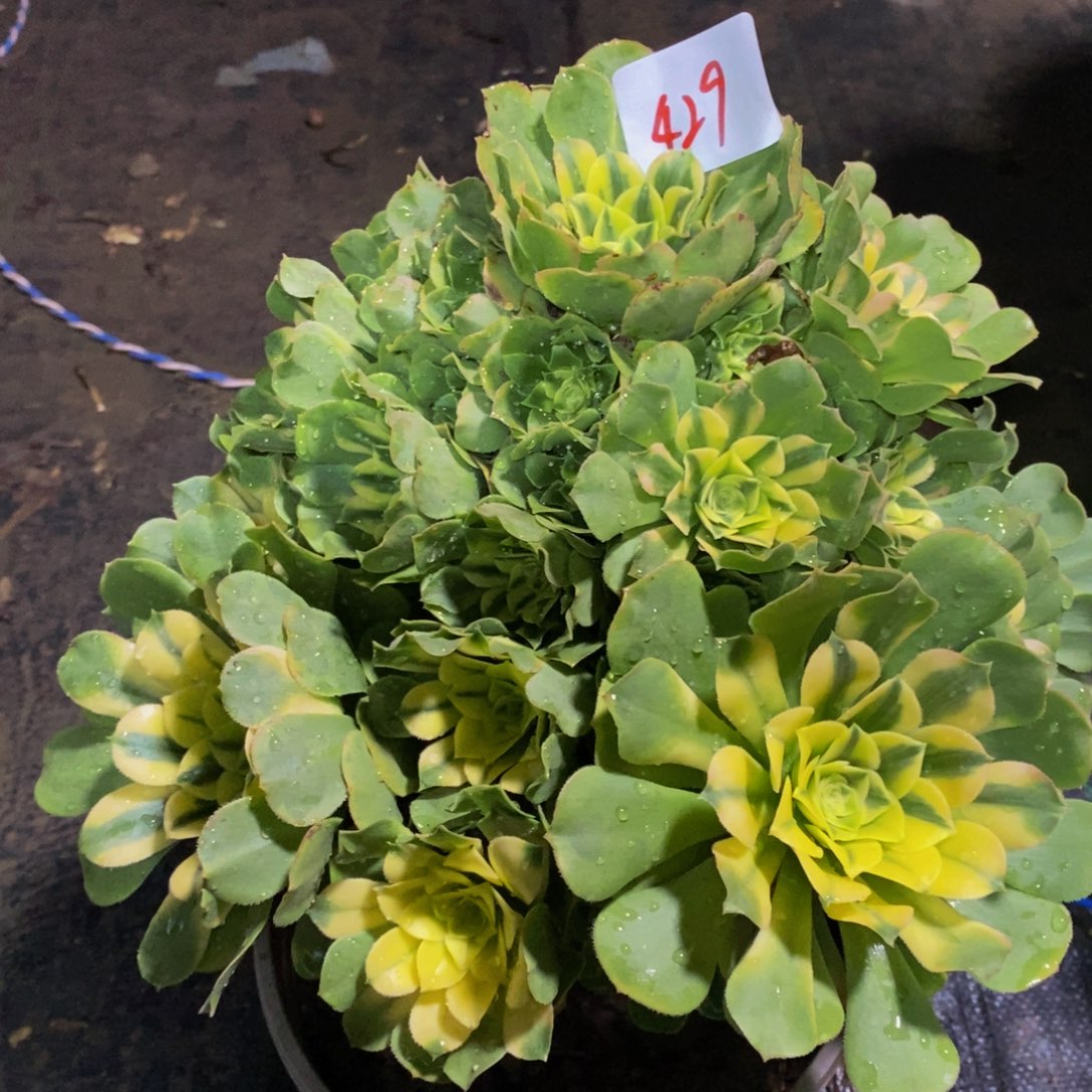 429多肉法师辛尼亚