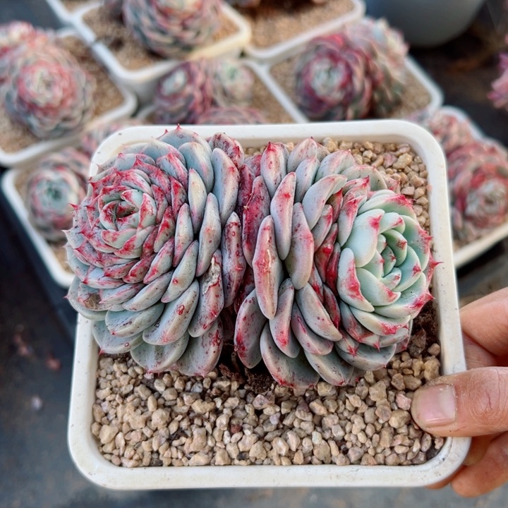 精品多肉植物老桩