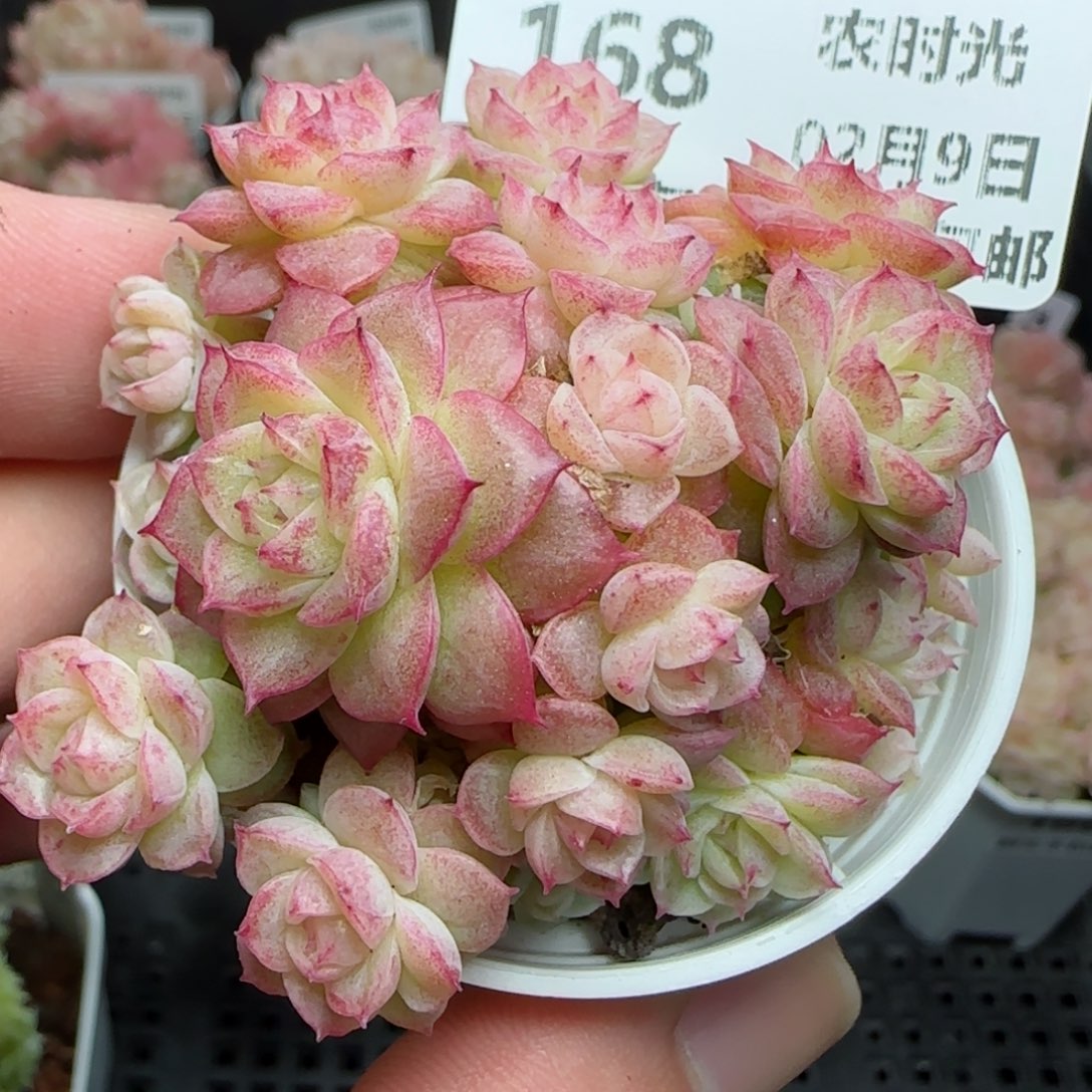 0209-168花朵麦秆