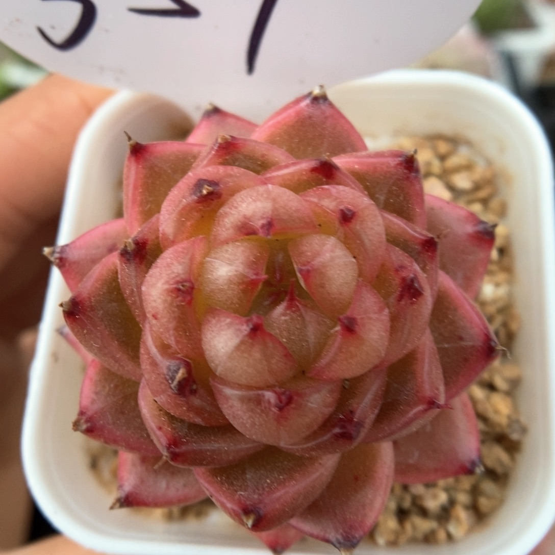 润玉珍妮可拍359号