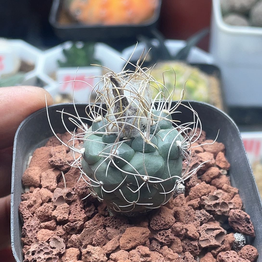 实生狂刺乌城丸娇丽仙人球