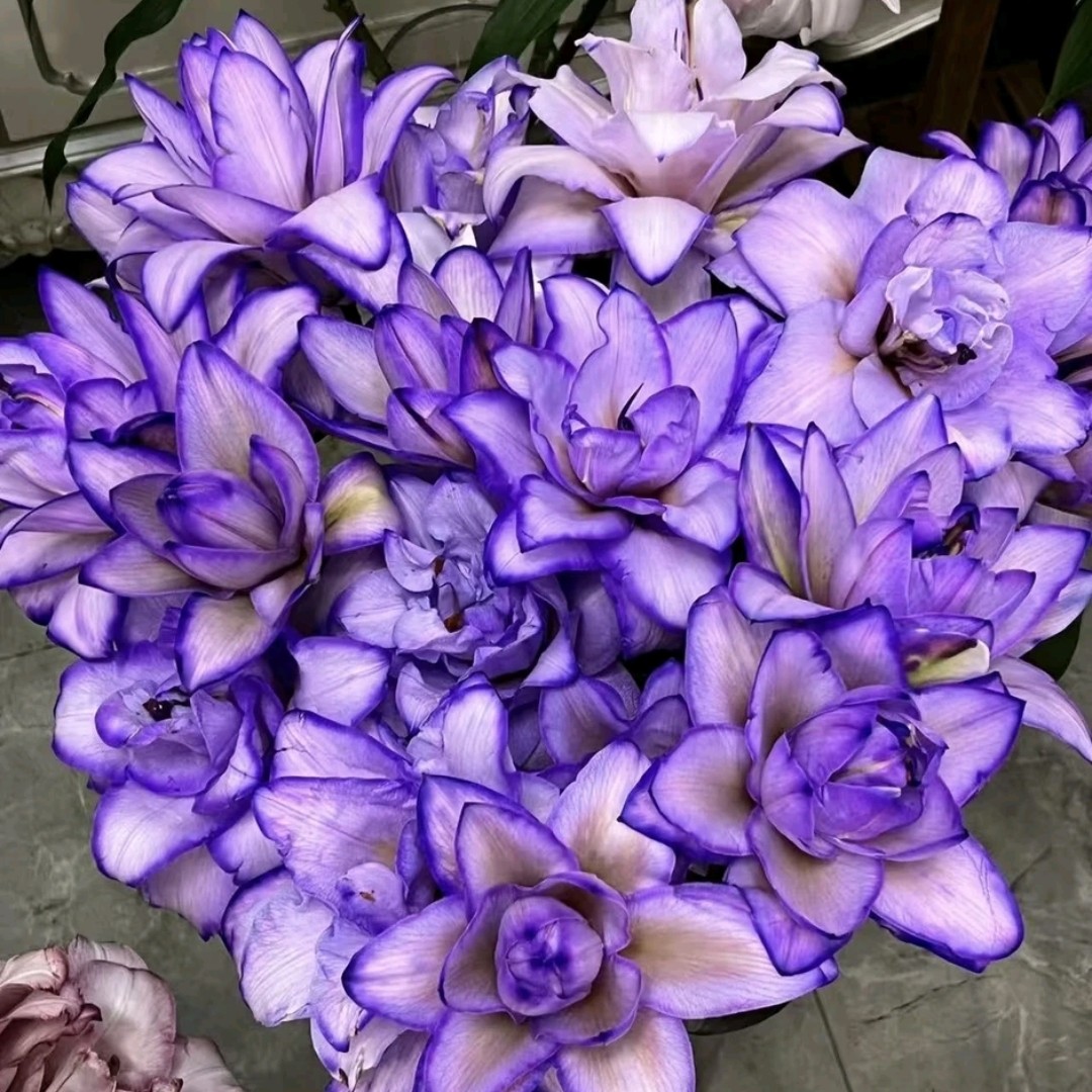 【粉丝福利】（紫霞仙子＋莲花仙子）买五送一到手6个