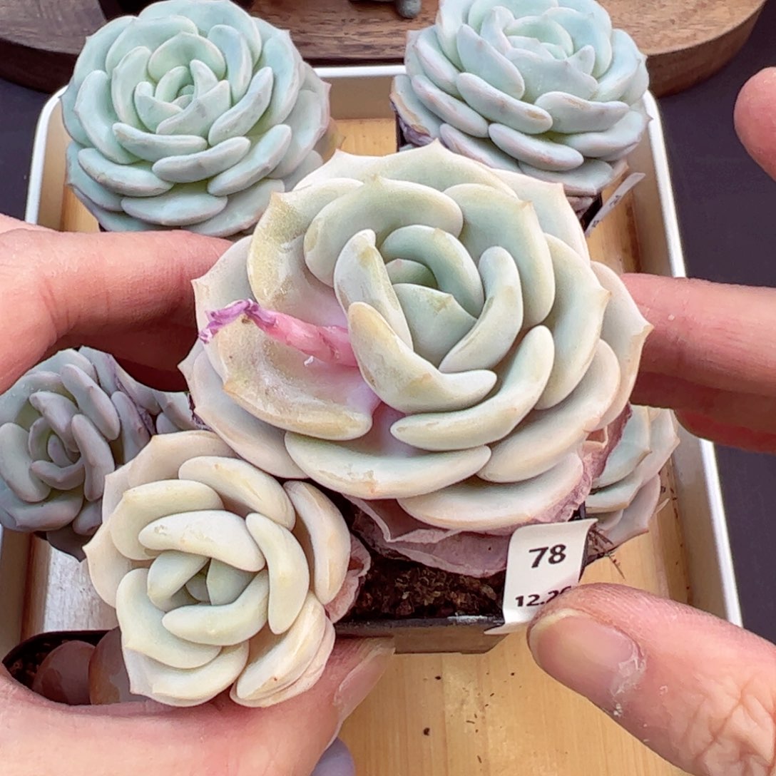 好好看78、哈哈哈哈