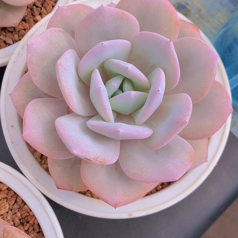 【闪购商品】彩虹奶茶