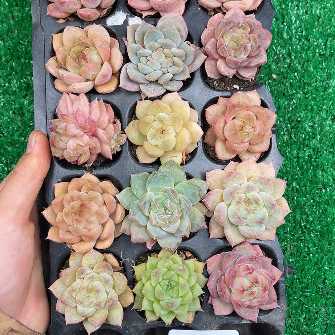 精品多肉一物一拍14-61