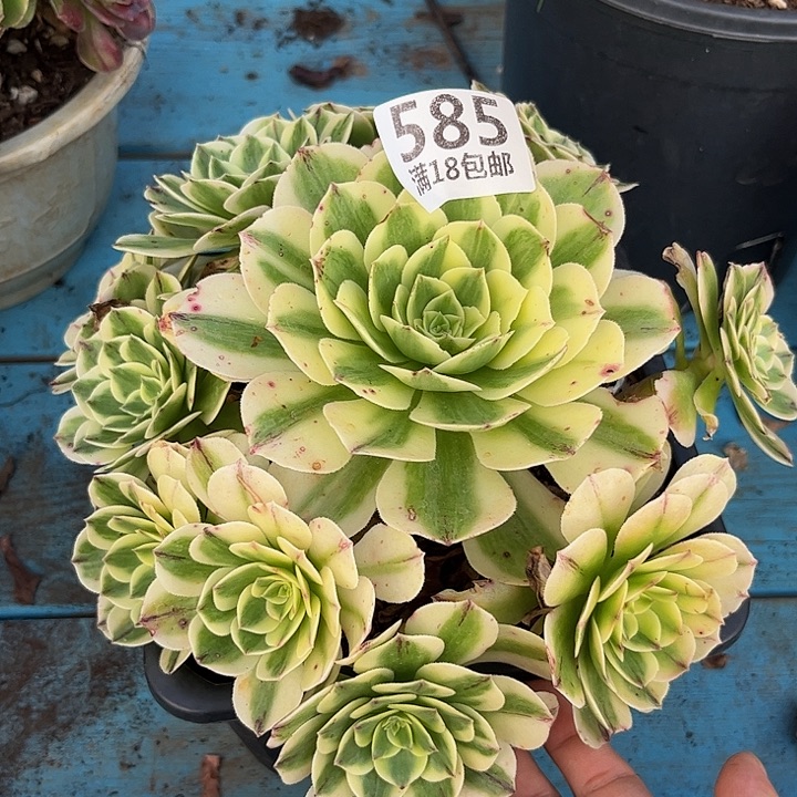 585伊丽莎白朵朵刚发根