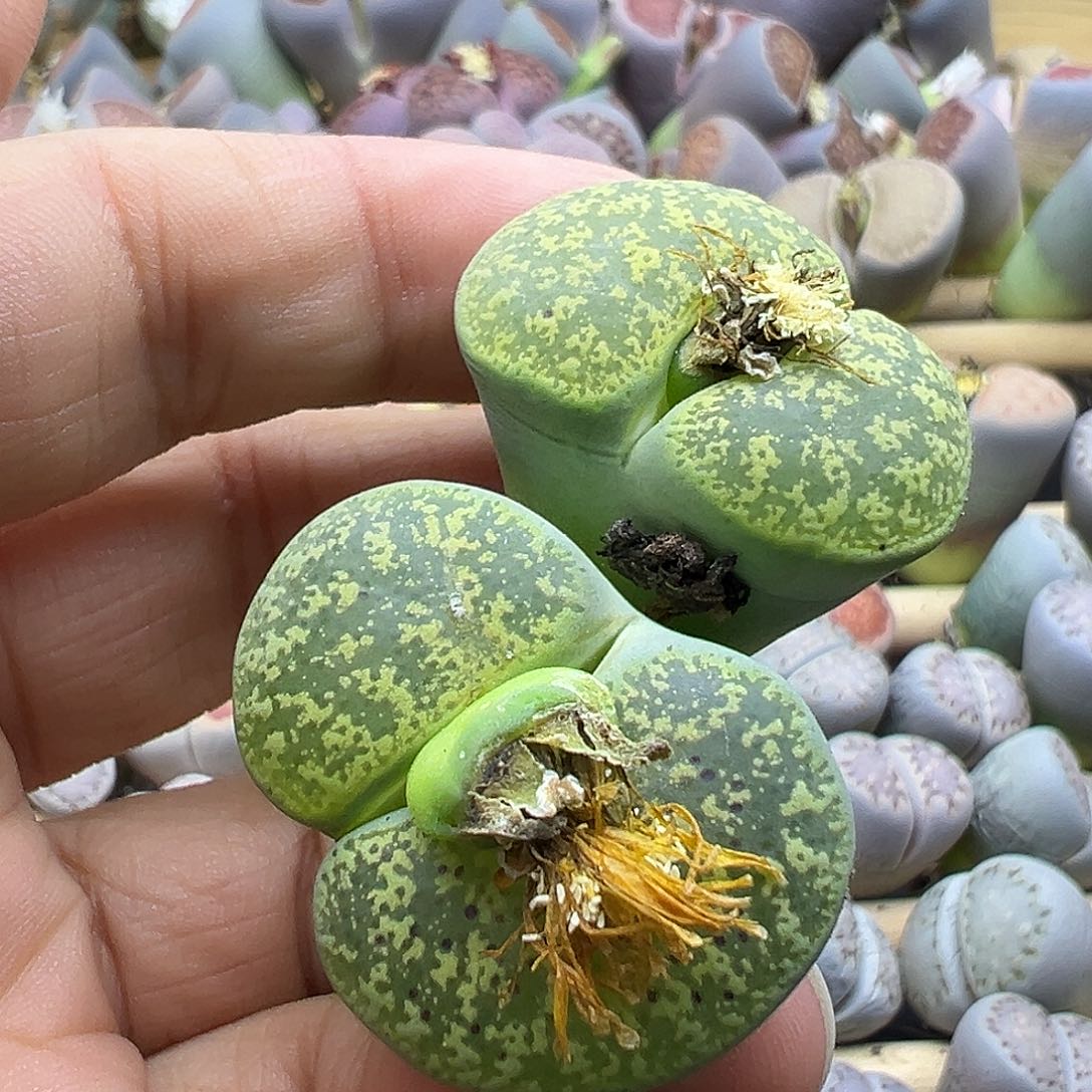 2119生石花炸了111111111111111