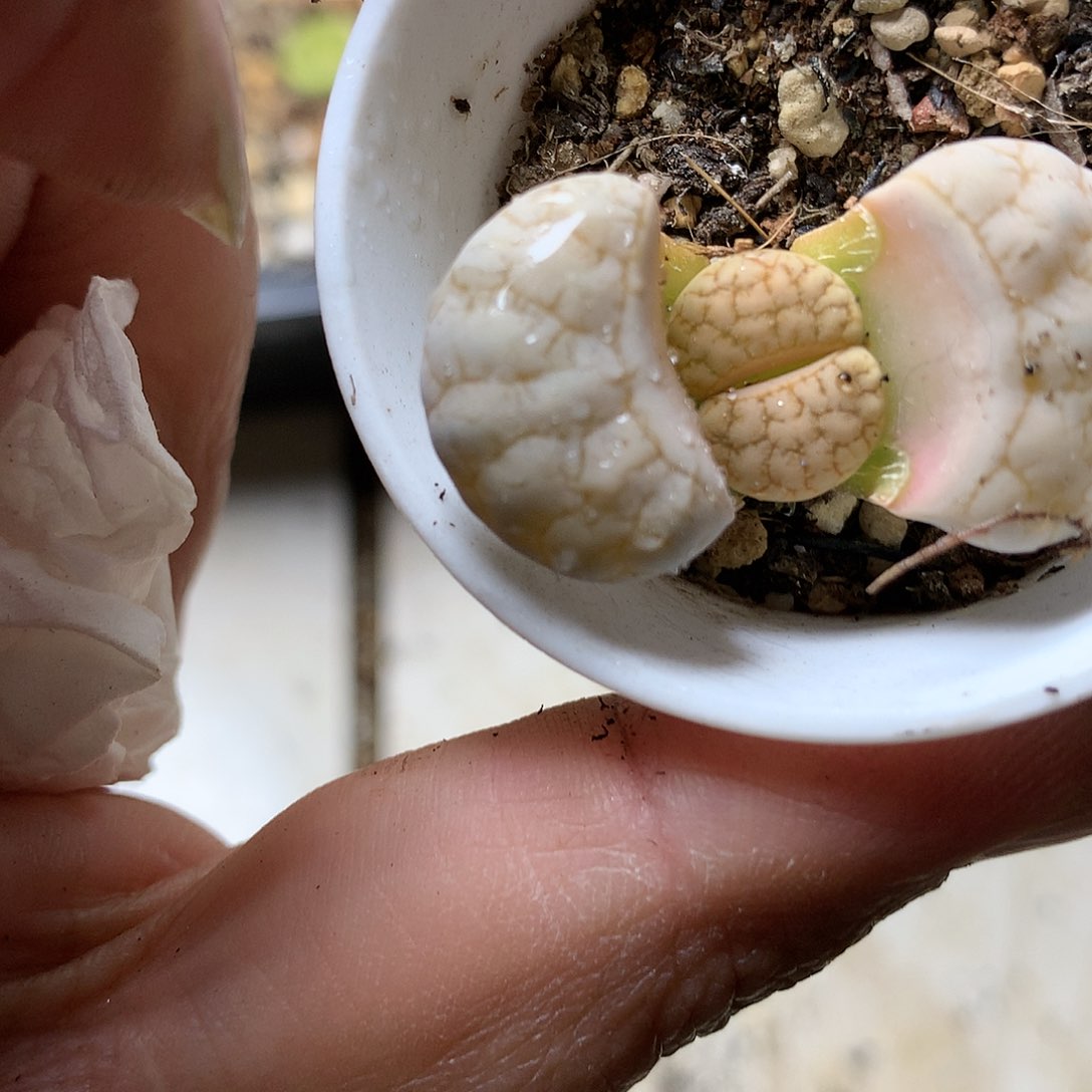 D476多肉植物保护研究所