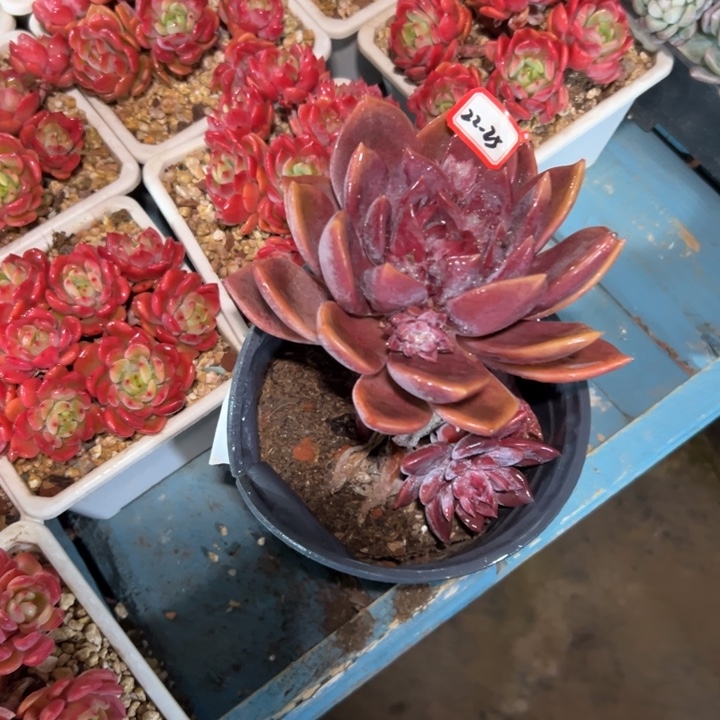 阳***月精品多肉植物老桩