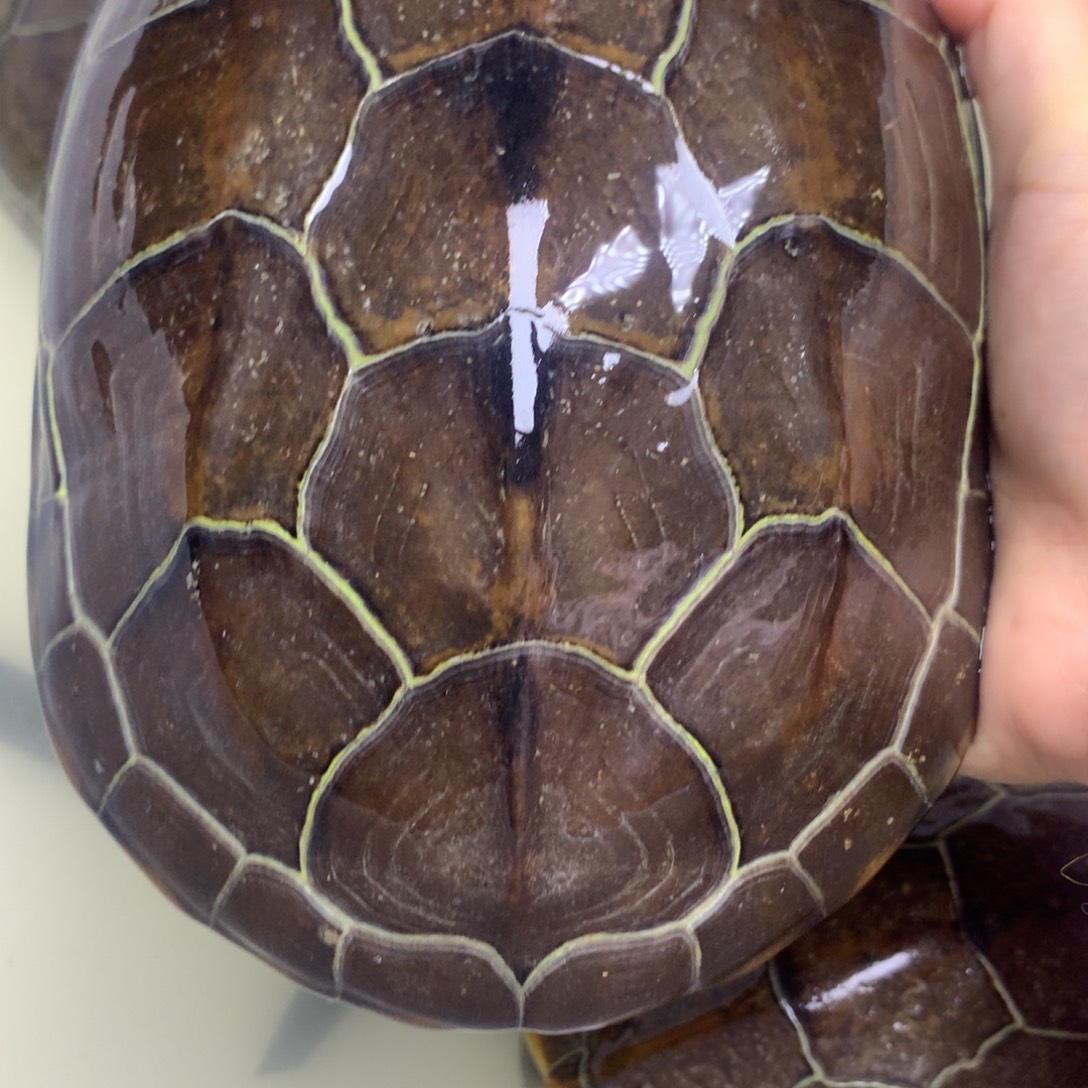 绿毛龟母中华草龟不分公母