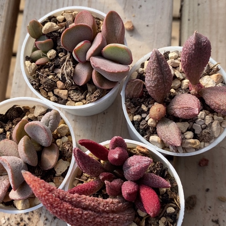 2715水泡组合四个