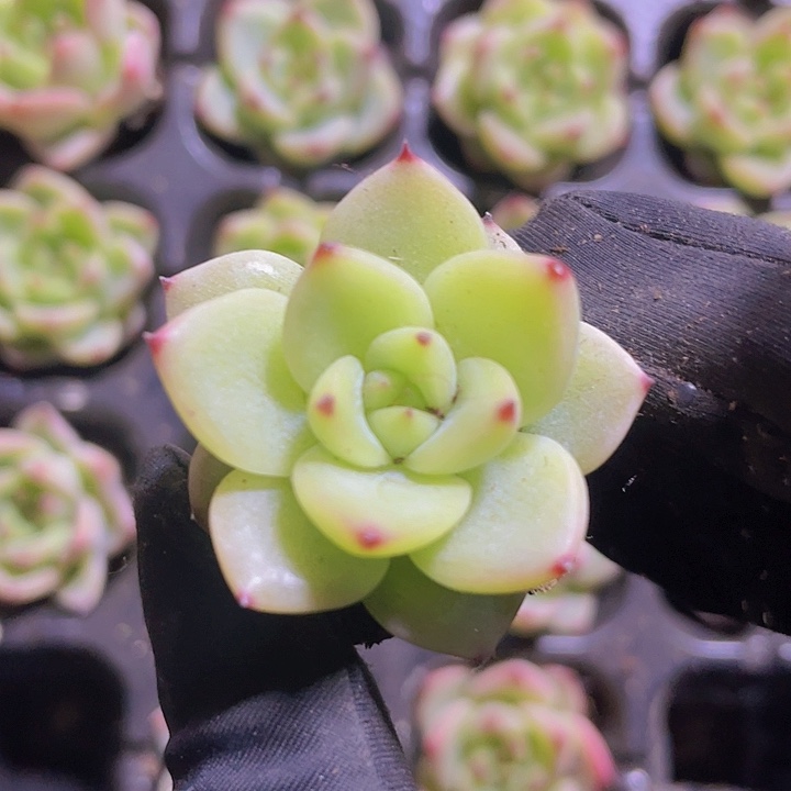 13精品乌白2颗一组