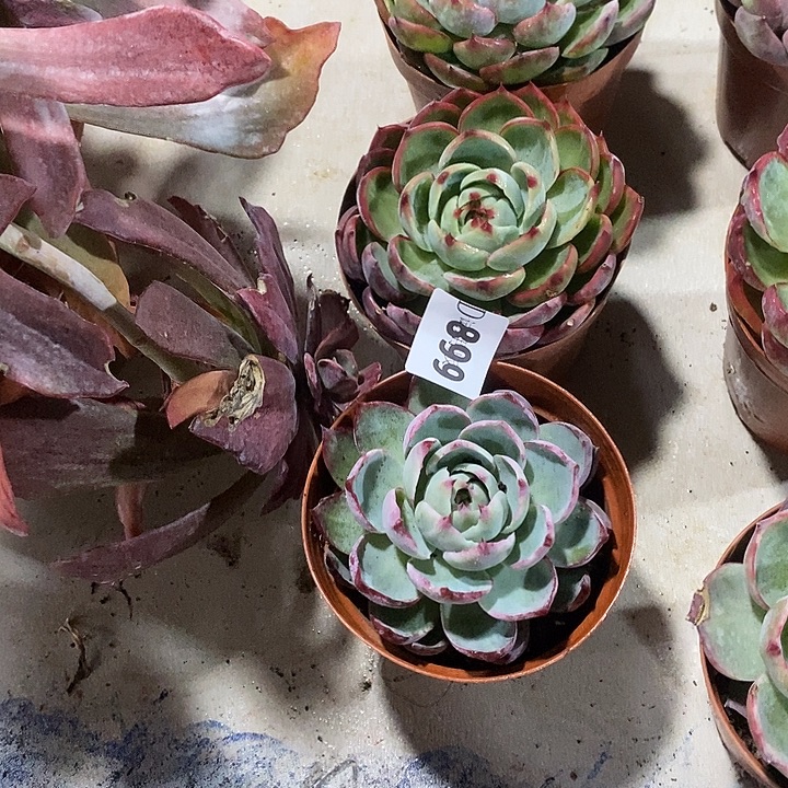 我***8899惊鸿多肉植物3jd