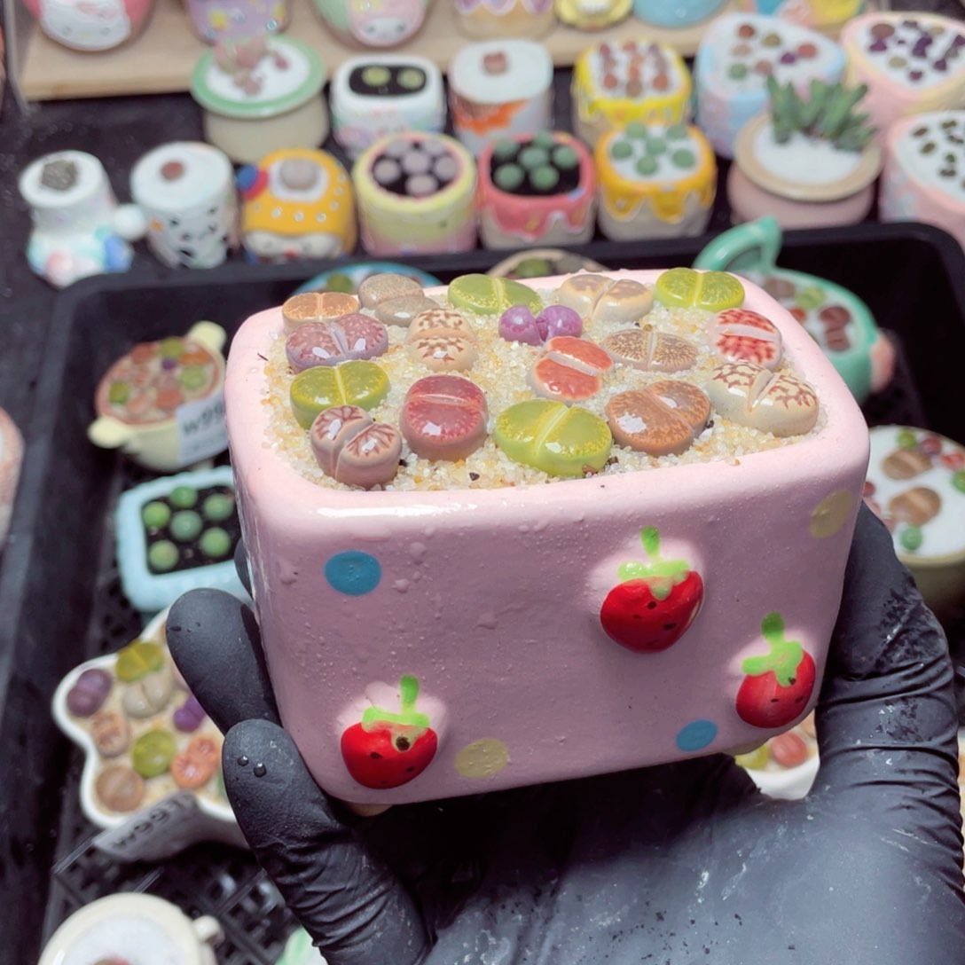 w9923--带盆土发货，零下地区拍保温箱