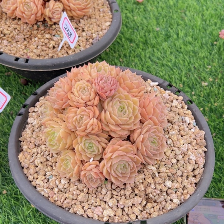 哒***啦精控昂斯诺群一物一拍265号