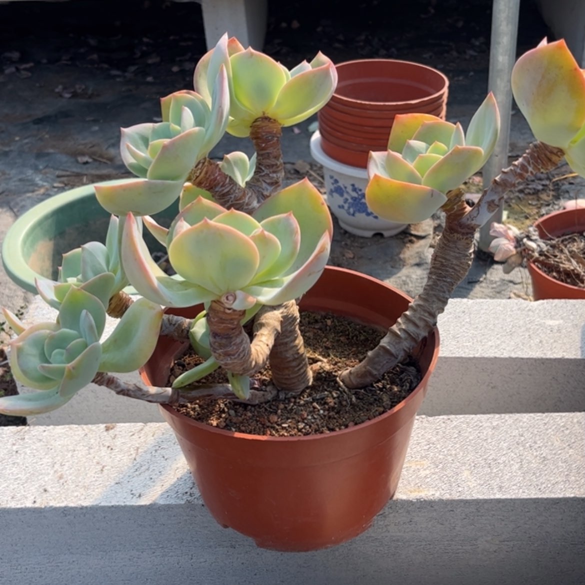 【闪购商品】无花朵用****4