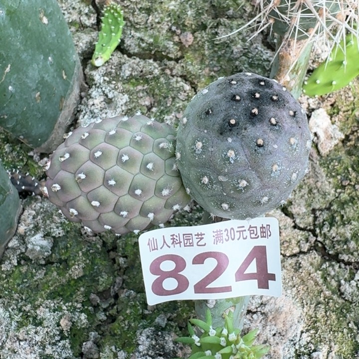 824大型紫皮无刺习仙人球
