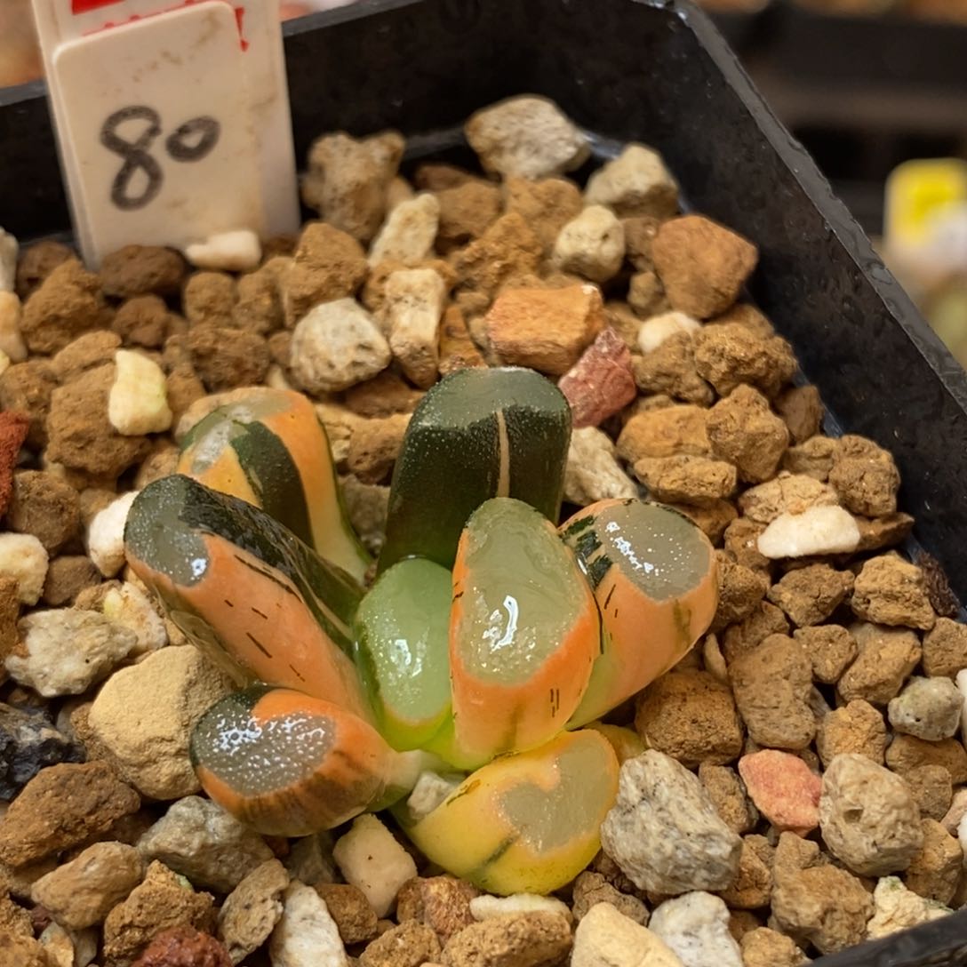 231透镜万象多肉植物