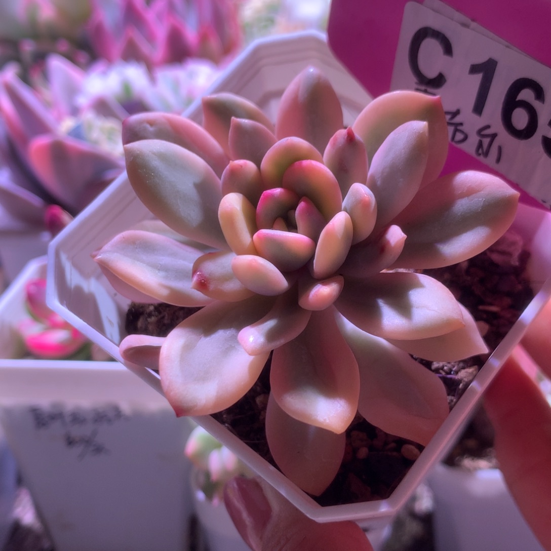 雷吉尔覆轮锦有根