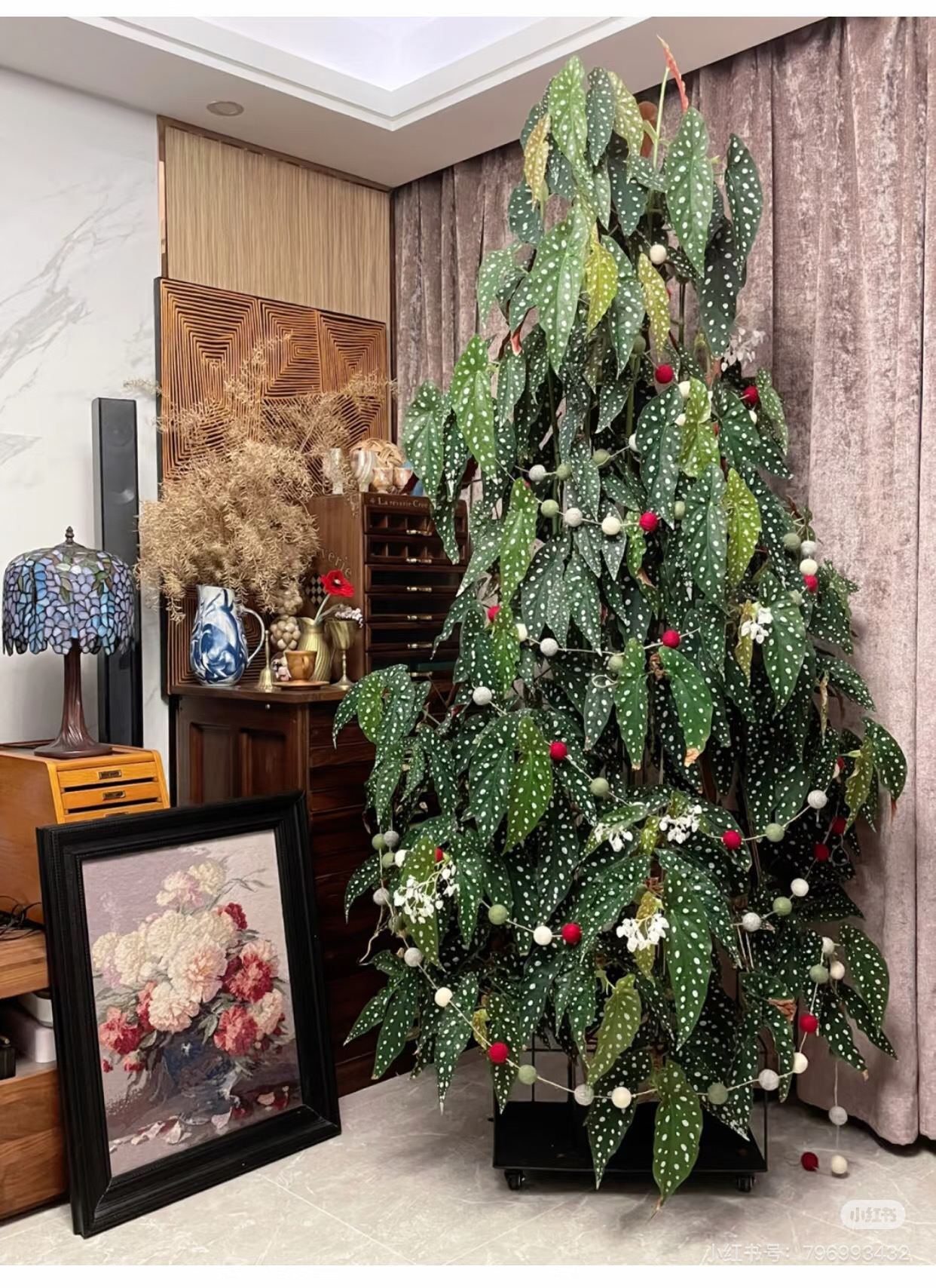 荷兰进口鳟鱼秋海棠竹节塞拉山王小手鼓绿植阳台盆栽观叶绿植