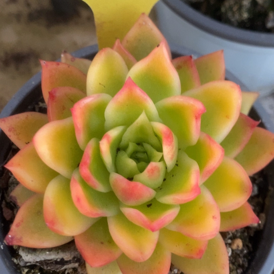 382南塔锦锦锦锦锦锦锦