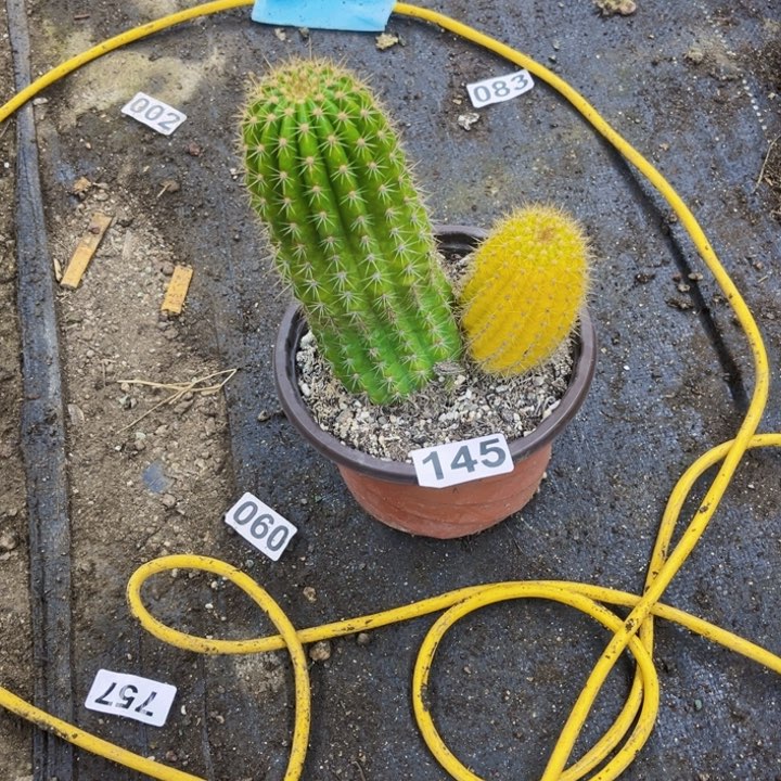 145毛花柱带盆一物一图如图