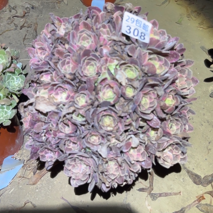 金丝雀……不包断枝……多肉植物