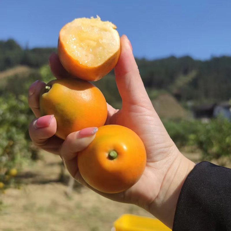 空运直达《三代脆蜜金柑》正宗融安脆蜜金桔鲜果当季水果新鲜冰糖心金桔广西壮族自治区