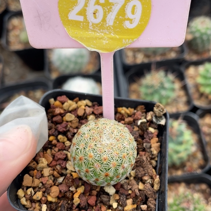 紫***荆实生白子法师26790000000