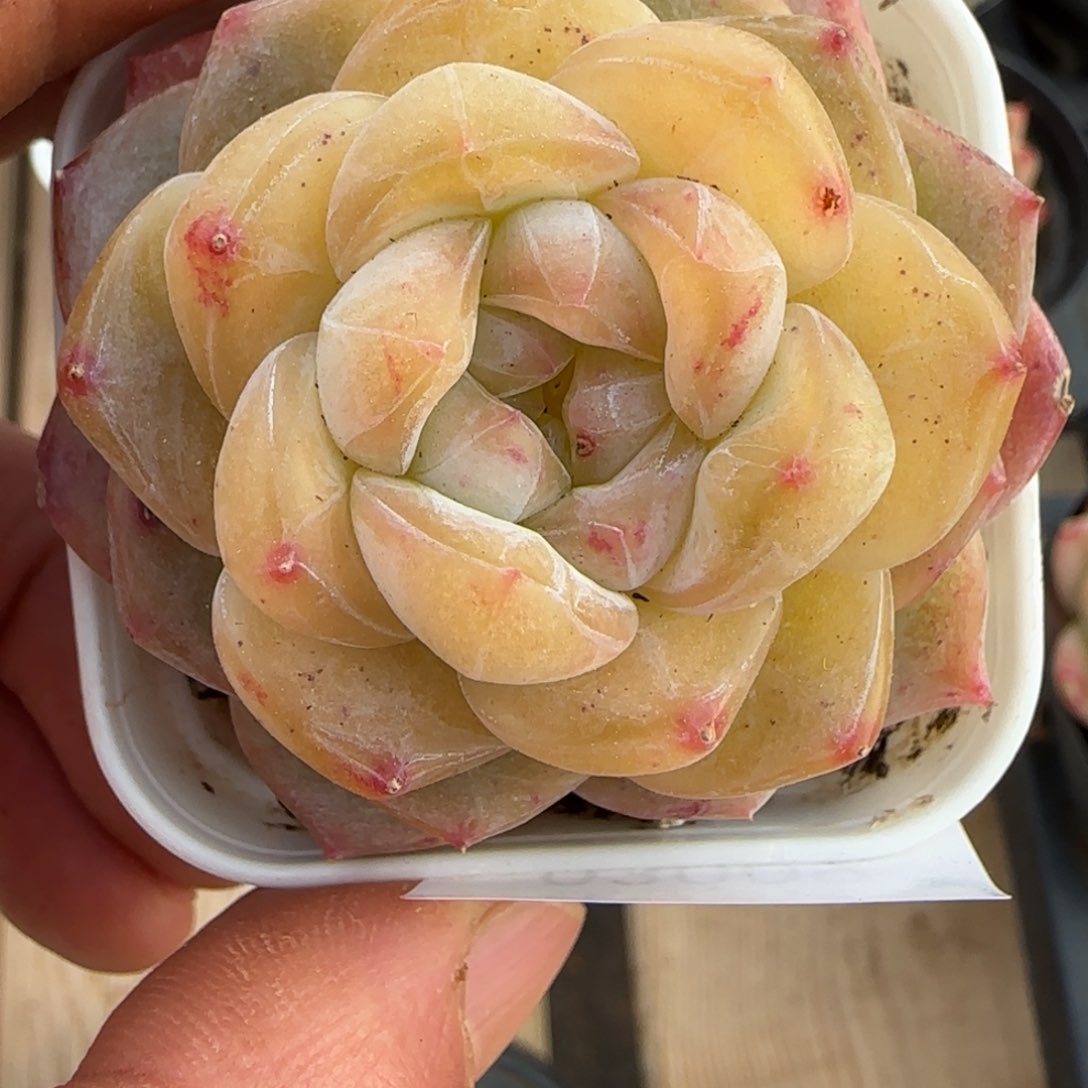 一物一拍麦秆珍妮03009