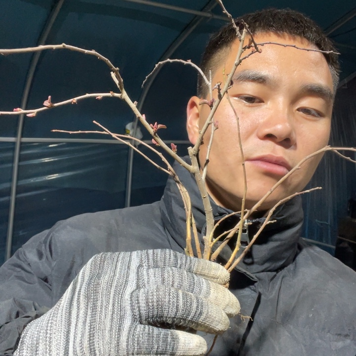 赤八重海棠花一颗苗