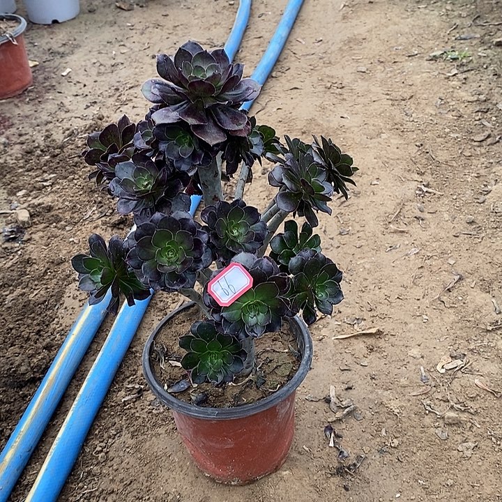 66，黑法师多肉法师多肉法师