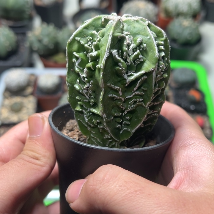 核桃竞拍不退不换