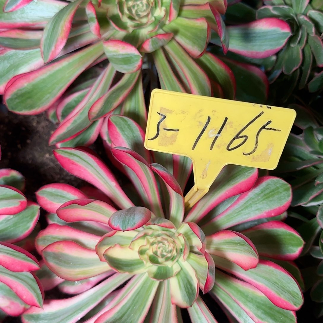 3-1165---多头多肉植物