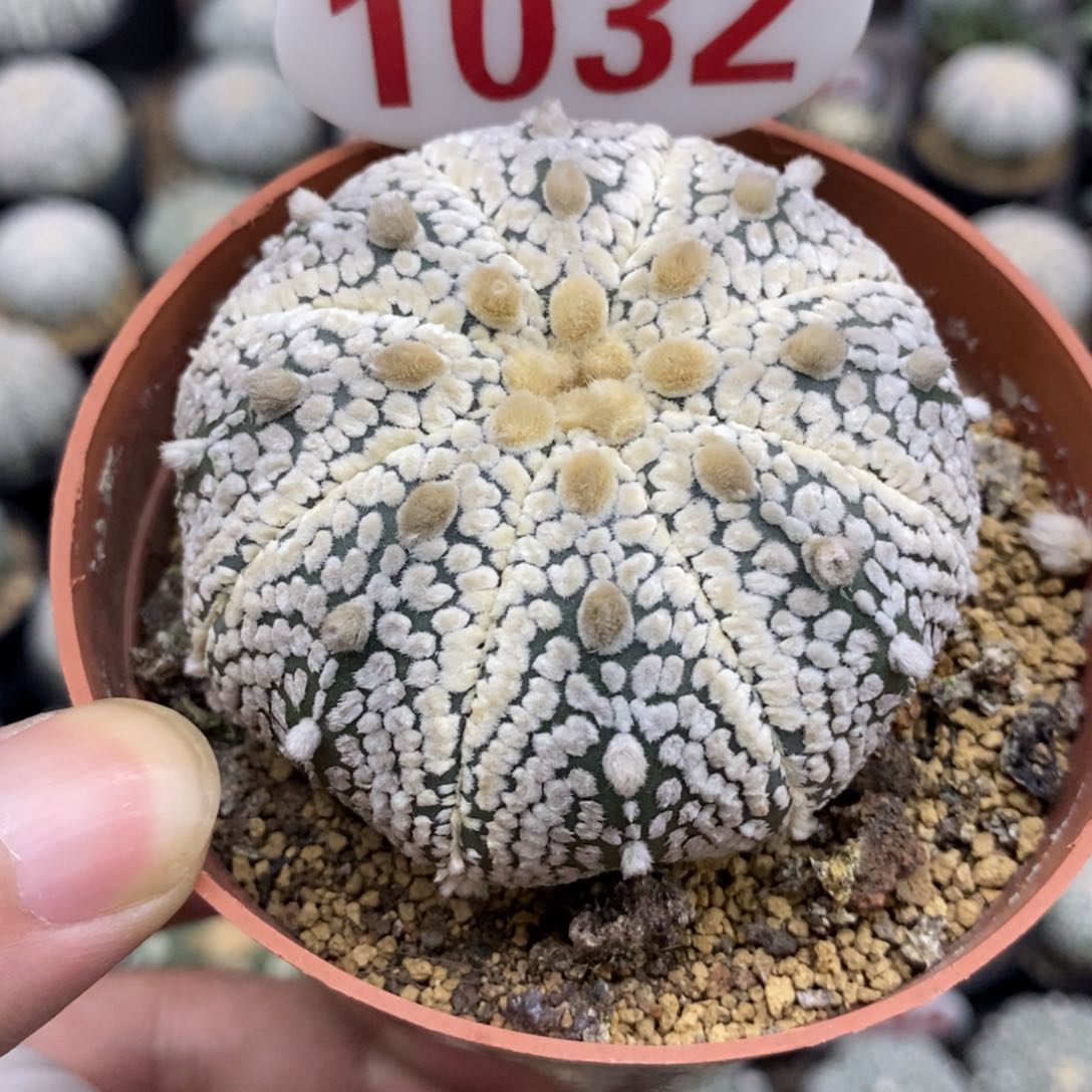 1032海星体厚绒白超兜