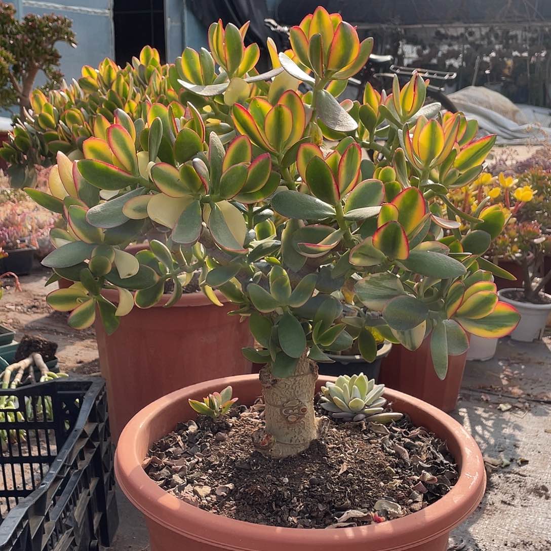 5年新花锦好看好养