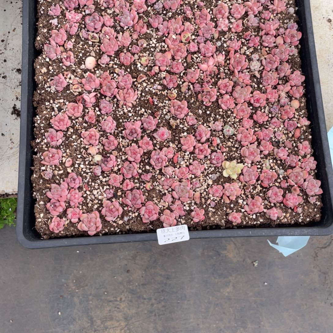 韩***菲糕大上多肉植物227