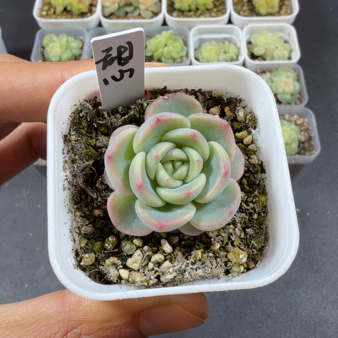 啥***？甜心单头一物一拍018