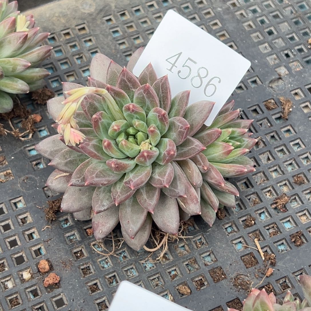 寂****好4586多肉多多多多多