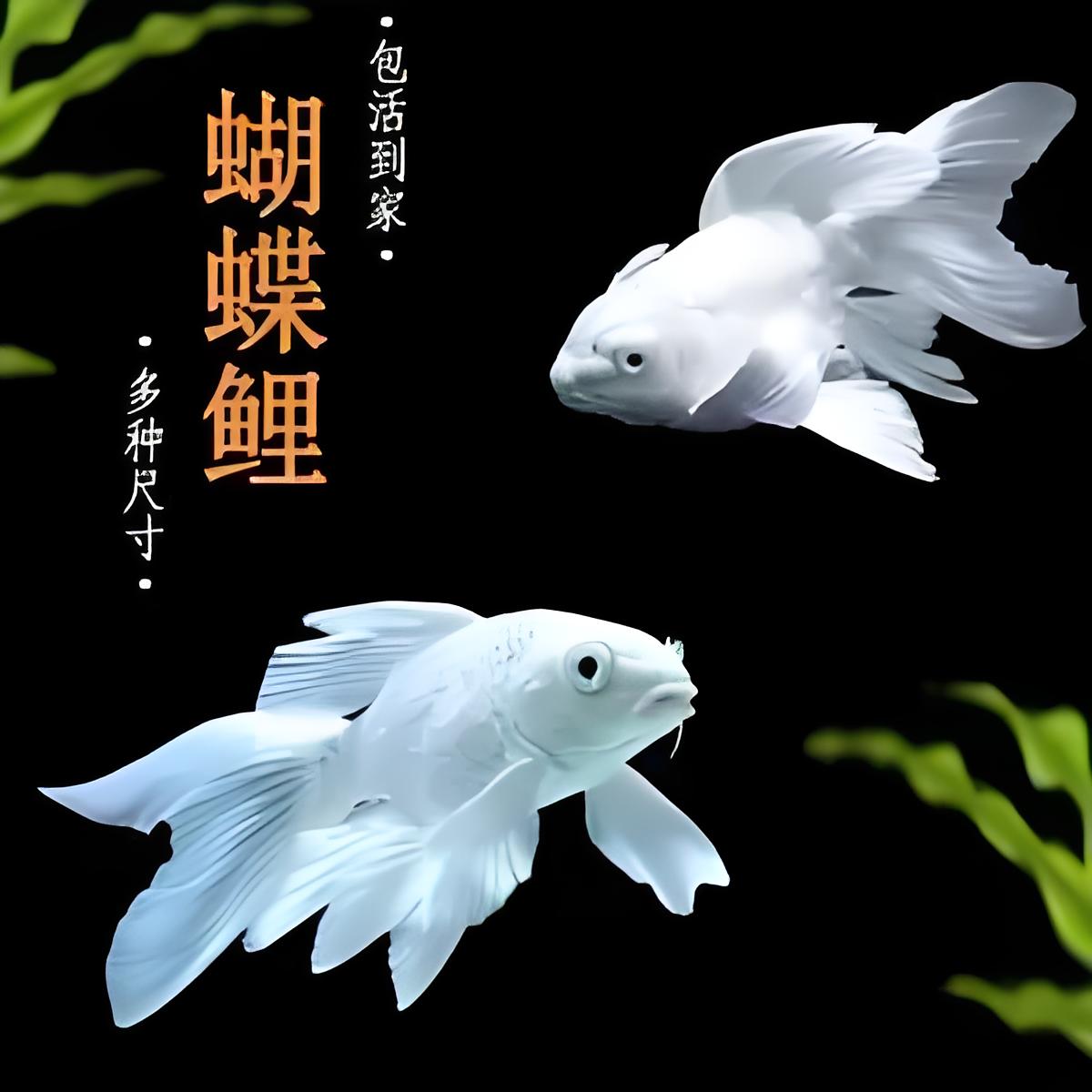 【聚源蝴蝶鲤观赏鱼】11-13公分白球/白短 顺丰包邮