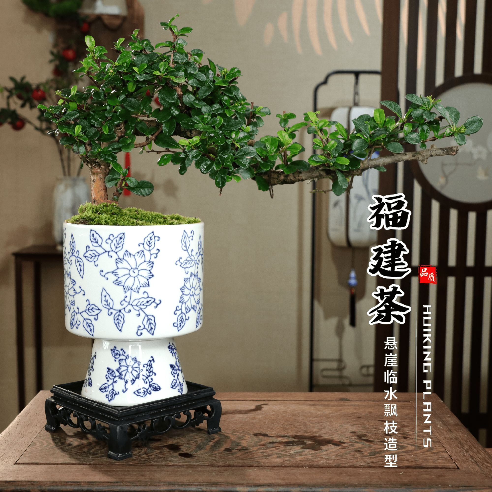 【飘枝大福建茶】中式室内禅意好养懒人绿植桌摆盆栽