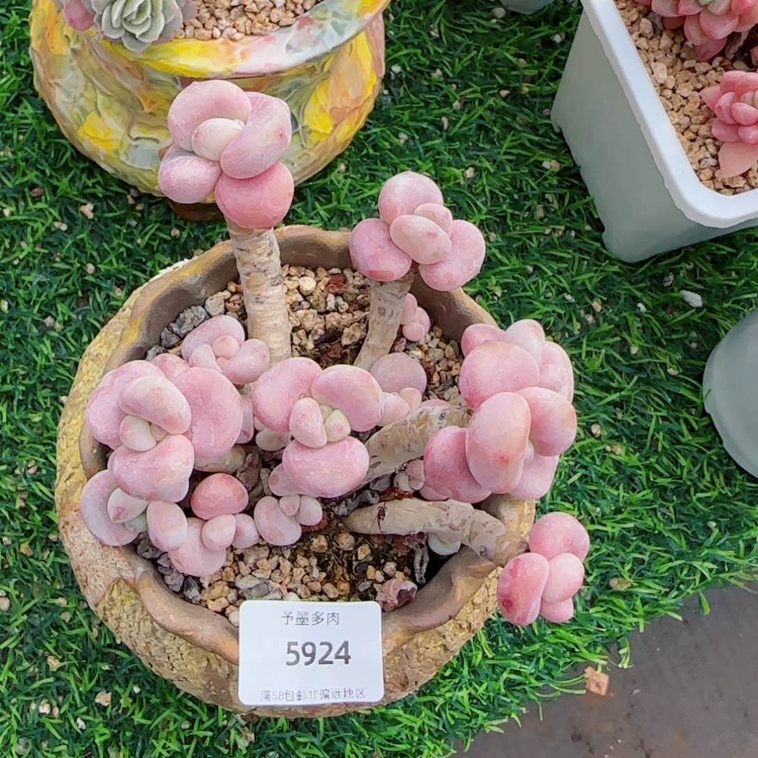 洛神，5924多肉植物