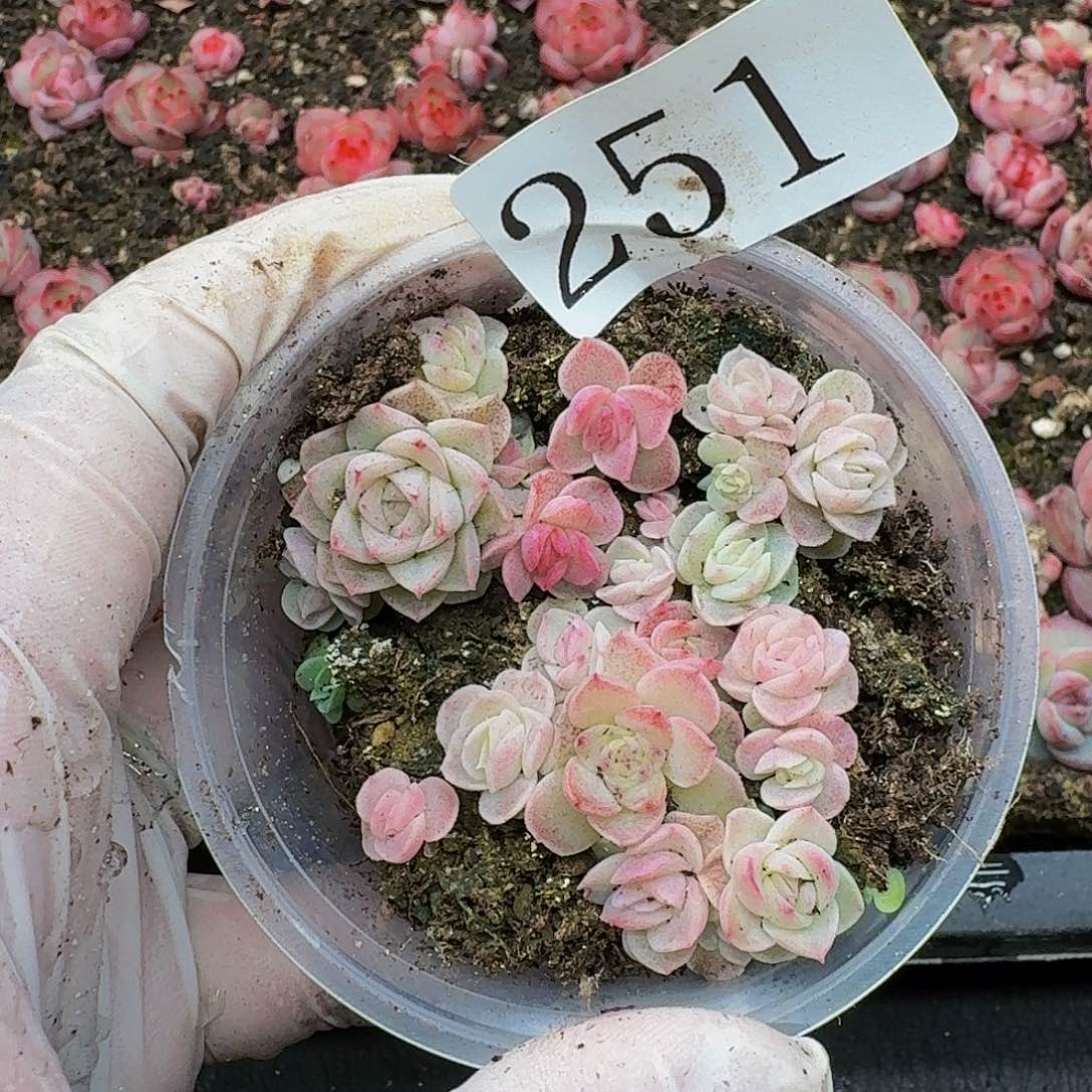 多肉植物多肉植物251