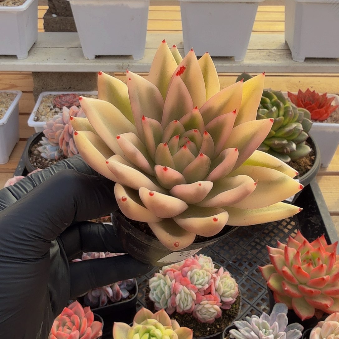 1204-69扶桑玛丽亚锦