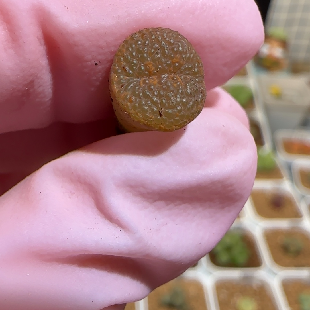 靓***丫肉锥多肉植物组合-有疤k勋955