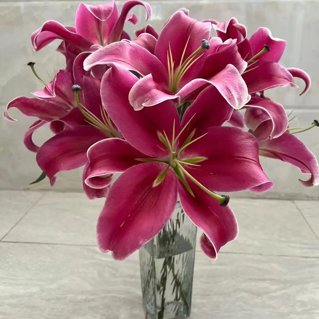 【桃喜优选-帕拉佐】红色系香水百合花  云南百合基地直发鲜切花 