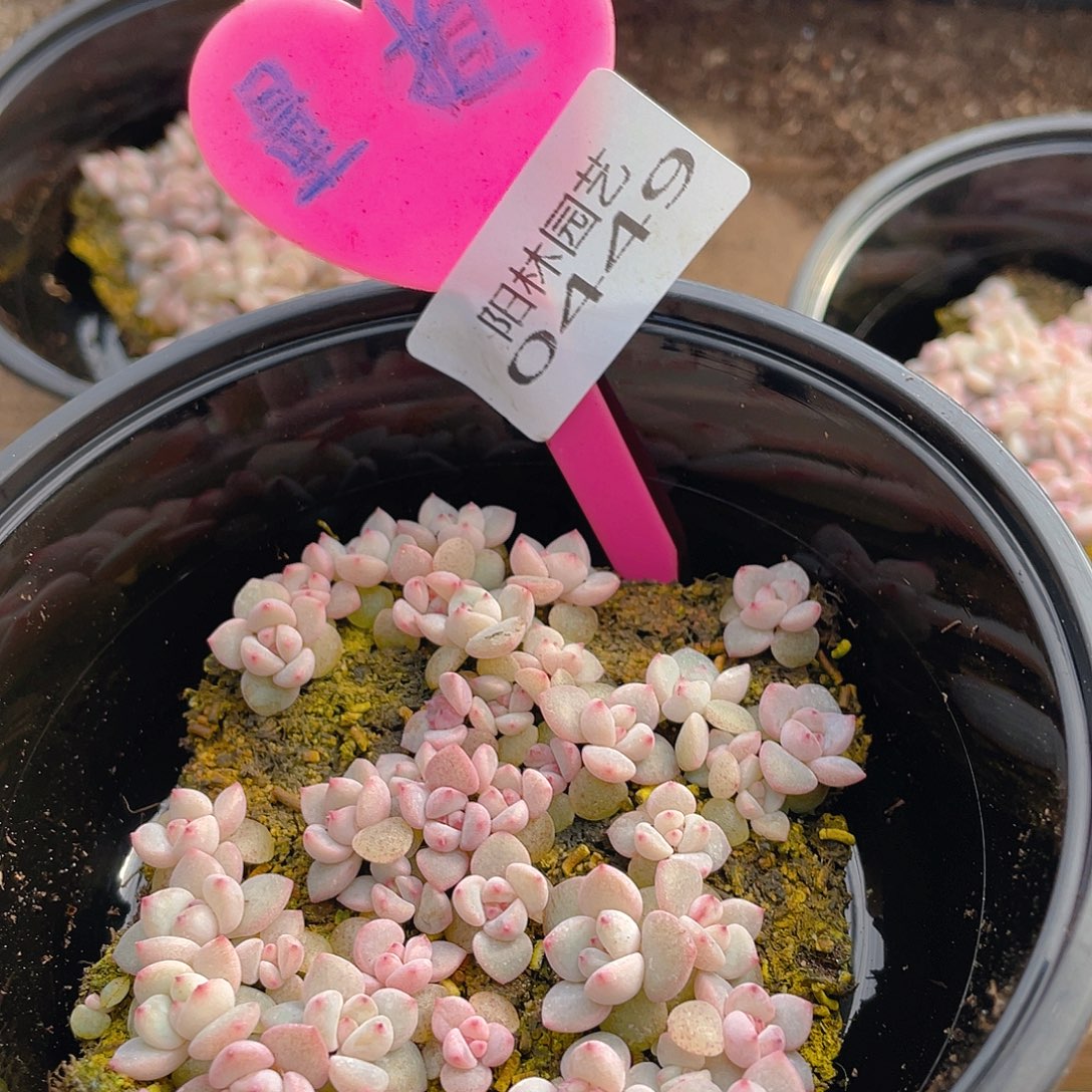 量拍多肉植物多肉植物449