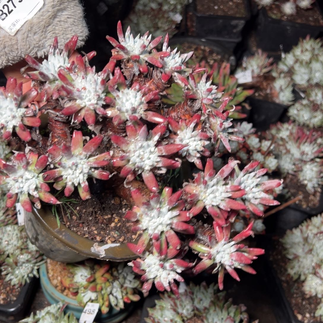 515哈哈哈哈哈哈哈哈多肉