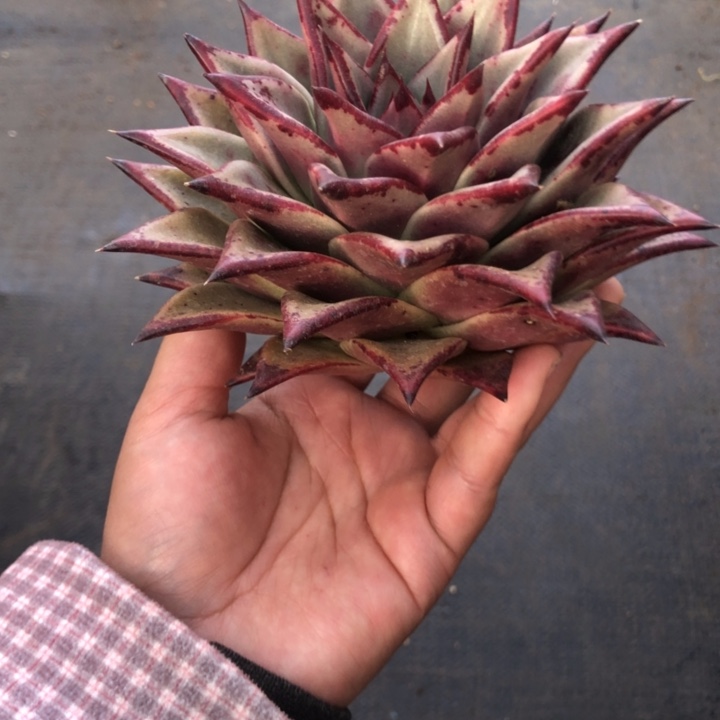 发色好看叶形独特00000000000010