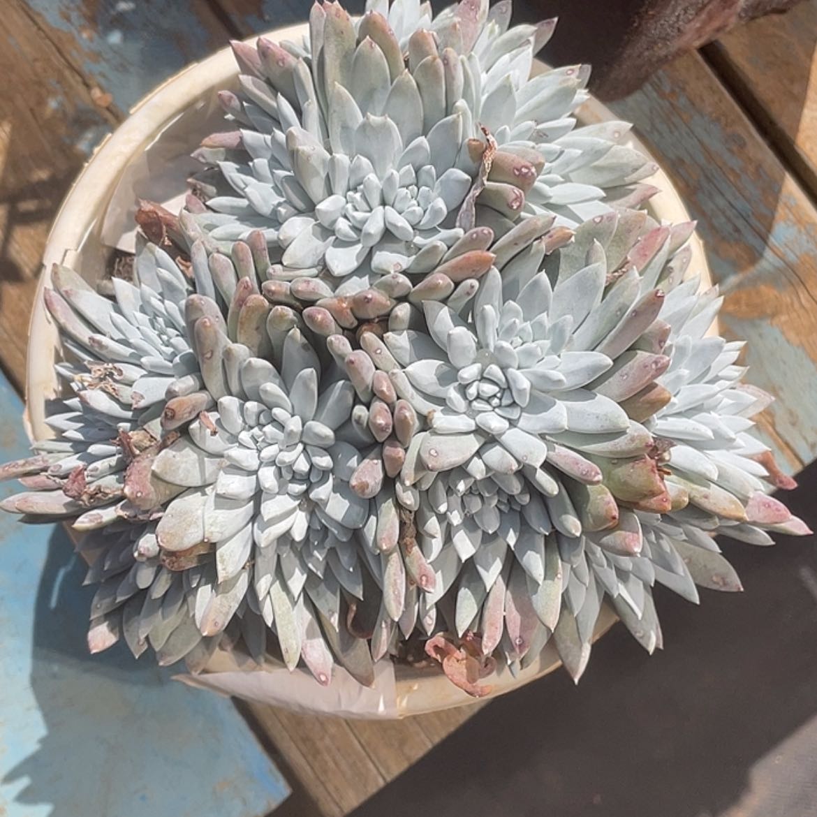 【闪购商品】刘丹杂白菊23公分